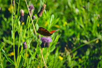 A beautiful Peacock Butterfly, Aglais io, nectaring on a Wild aster flower.