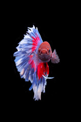 red coloured betta fish in aquarium