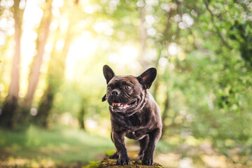 Französische Bulldogge steht auf einem Stein im Park.