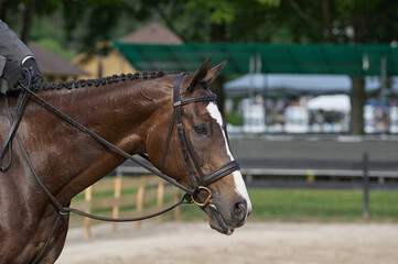 Obraz premium head shot of horse