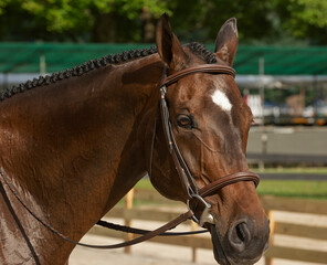 Obraz premium horse attentive