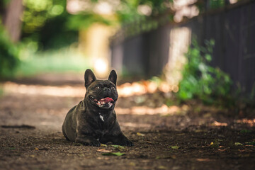 Französische Bulldogge liegt auf dem Boden im Wald.