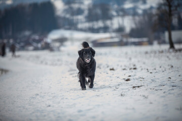 Flat coatet Retriver läuft auf einer verschneiten Wiese.