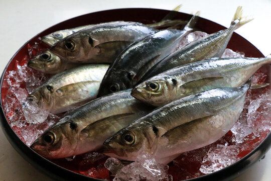 Sashimi of Common Horse Mackerel in Hagi, Yamaguchi Prefecture, Japan