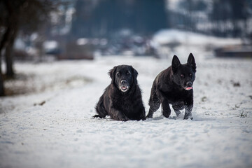Zwei schwarze Hunde auf einer verschneiten Wiese.