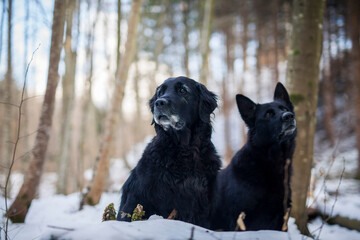 Naklejka premium Zwei Hunde sitzen im verschneiten Wald.