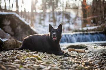 Schwarzer Schäferhund im Wald. Hund sitzt neben einem Fluss.