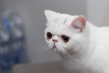 White Exotic Shorthair cat with copper eye 6 month old on a chair