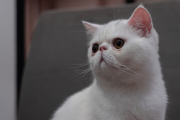 Obraz premium White Exotic Shorthair cat with copper eye 6 month old on a chair