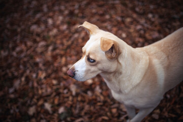 Portait von einem Mischling hund im Herbst. Hund mit blauen augen. Rescue dog im Park