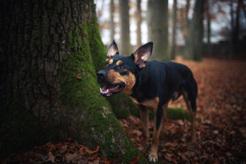 Portrait von einem Australian Kelpie. schwarzer hund bei einem Baum.