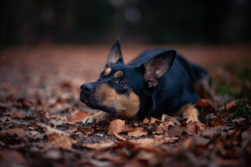 Potrait von einem Australian Kelpie im Herbst. australischer schwarzer Hund im Laub. 