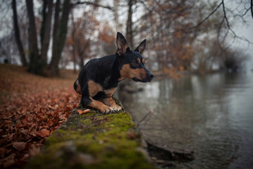 Potrait von einem Australian Kelpie im Herbst. australischer schwarzer Hund im Laub. 