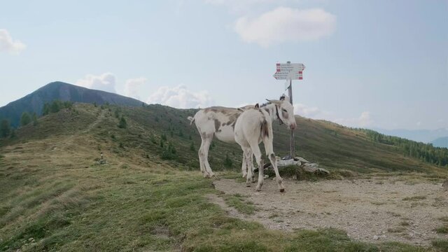 Static medium shot of white donkeys grazing on mountain path in Dolomites during beautiful sunny day with blue sky.