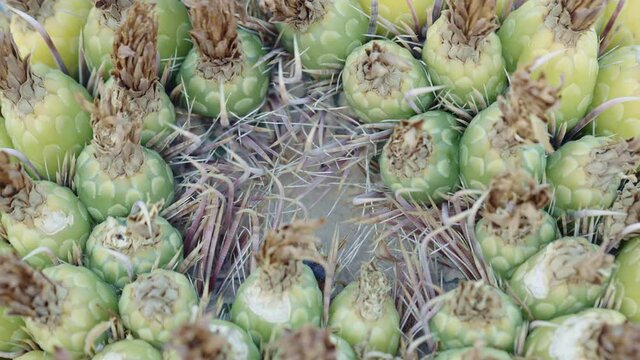 Ripe and unripe barrel cactus fruit sit amongst sharp and numerous spines, macro 4k