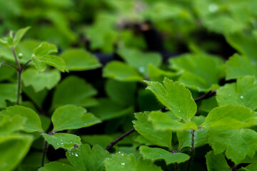 Plants in the park after the rain. Dew drop on a leaf of a plant