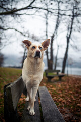 Portait von einem Mischling hund im Herbst. Hund mit blauen augen. Rescue dog im Park