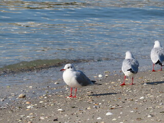 みんなに置いて行かれるカモメ