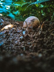 snail on a stone
