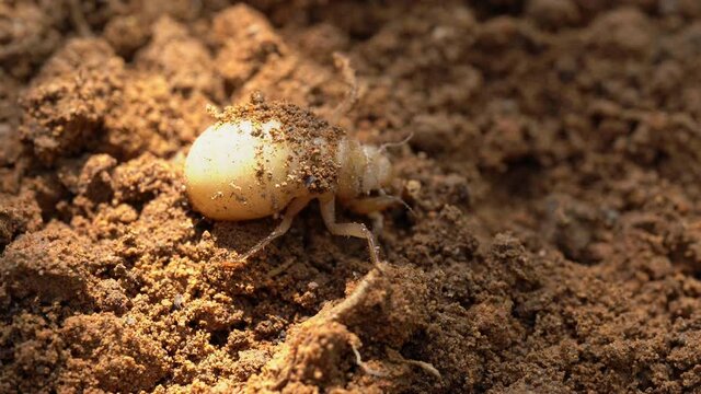larvae for Small cicada on the ground in JAPAN. Without sounds