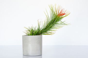Air plant - Tillandsia funckiana with red color flower plants in cylinder pot.