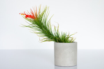 Air plant - Tillandsia funckiana with red color flower and pollen plants in cylinder pot.
