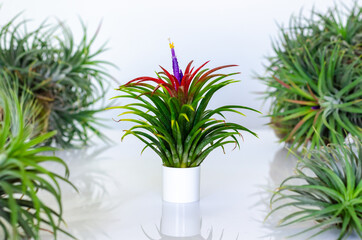 Air plant - Tillandsia with its flower on white background.