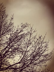 the branches in a sunset sky