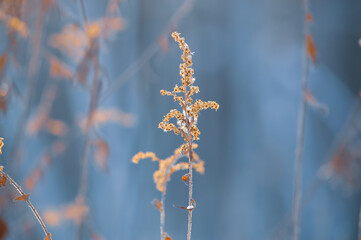 Arrière plan naturel sous une lumière de coucher de soleil