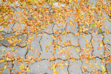 Obraz na płótnie Canvas close up dry leaf on cement floor