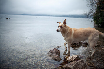 Mischling Hund steht beim See. Heller Hund mit blauen augen in der Natur beim Wasser