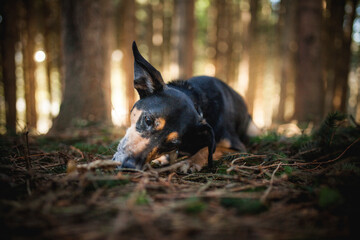 Portrait von einem Mischling Hund im Wald. Spaziergang mit einem mixed breed an der Leine