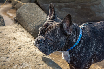 Head portrait of black french bulldog with brown hair spots staying  in ocean water on rocky beach looking in distance sunny day  