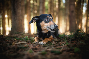 Portrait von einem Mischling Hund im Wald. Spaziergang mit einem mixed breed an der Leine