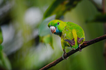 Philippine Parrot Guaiabero