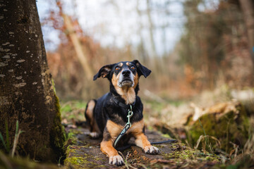 Portrait von einem Mischling Hund im Wald. Spaziergang mit einem mixed breed an der Leine