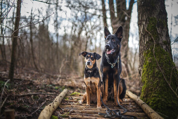 Portrait von einem Mischling Hund im Wald. Spaziergang mit einem mixed breed an der Leine