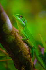 Green-crested Lizard