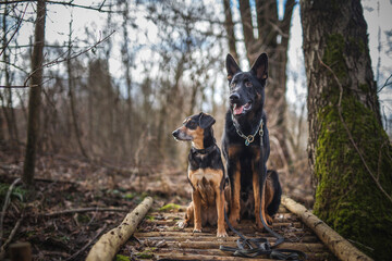 Portrait von einem Mischling Hund im Wald. Spaziergang mit einem mixed breed an der Leine