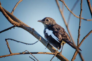 Philippine Magpie Robin