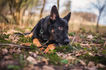 Portrait von einem deutschen schäferhund in der Natur. Schwarzer hirte hund draußen im Wald und beim See.