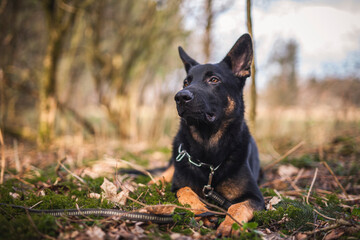 Portrait von einem deutschen schäferhund in der Natur. Schwarzer hirte hund draußen im Wald und beim See.