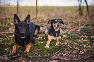 Naklejka na ściany i meble Zwei Hunde Freunde im Wald. Deutscher Schäferhund mit einem Mischling beim Spaziergang in der natur