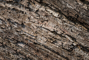 Tree bark background.