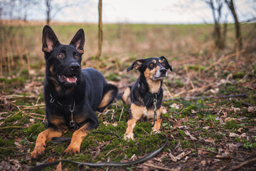 Zwei Hunde Freunde im Wald. Deutscher Schäferhund mit einem Mischling beim Spaziergang in der natur