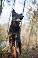 Portrait von einem deutschen schäferhund in der Natur. Schwarzer hirte hund draußen im Wald und beim See.