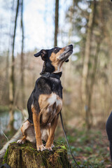 Mischling Hund sitzt im Wald. Portrait von einem schwarzen kleinen Hund