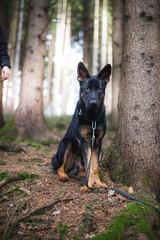 Portrait von einem deutschen schäferhund in der Natur. Schwarzer hirte hund draußen im Wald und beim See.