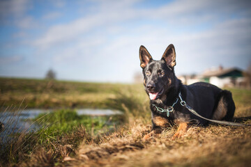 Portrait von einem deutschen sch&auml;ferhund in der Natur. Schwarzer hirte hund drau&szlig;en im Wald und beim See.