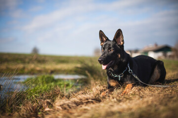 Portrait von einem deutschen schäferhund in der Natur. Schwarzer hirte hund draußen im Wald und beim See.